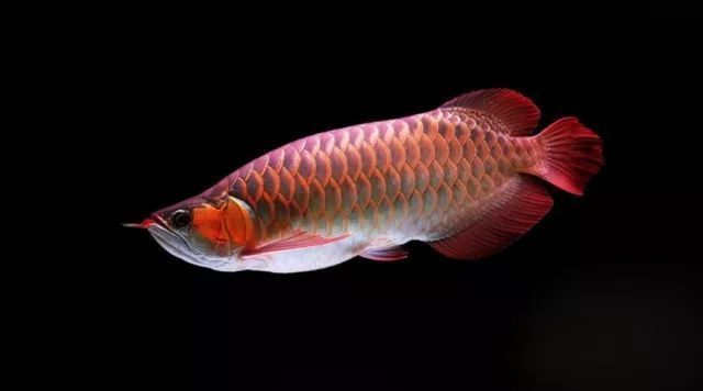 金龍魚跟紅龍魚（金龍魚與紅龍魚的區(qū)別）
