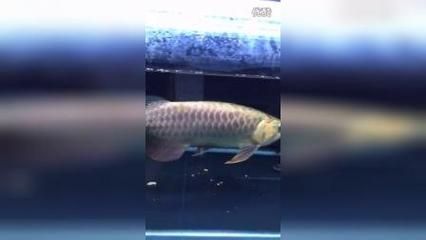 龍魚吃什么祥龍漁場：龍魚吃什么 龍魚吃什么祥龍漁場：龍魚吃什么 龍魚百科 第3張