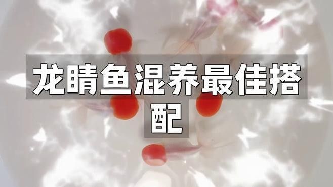 龍睛魚混養(yǎng)注意事項
