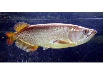 什么是星點龍魚：星點龍魚是一種觀賞魚，以其獨特的體色和斑紋而聞名