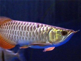 什么是星點龍魚：星點龍魚是一種觀賞魚，以其獨特的體色和斑紋而聞名