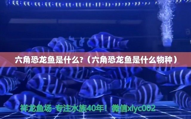 六角恐龍魚介紹科普：六角恐龍魚與同類混養指南六角恐龍魚與同類混養指南 六角恐龍魚介紹科普：六角恐龍魚與同類混養指南六角恐龍魚與同類混養指南 龍魚百科 第3張