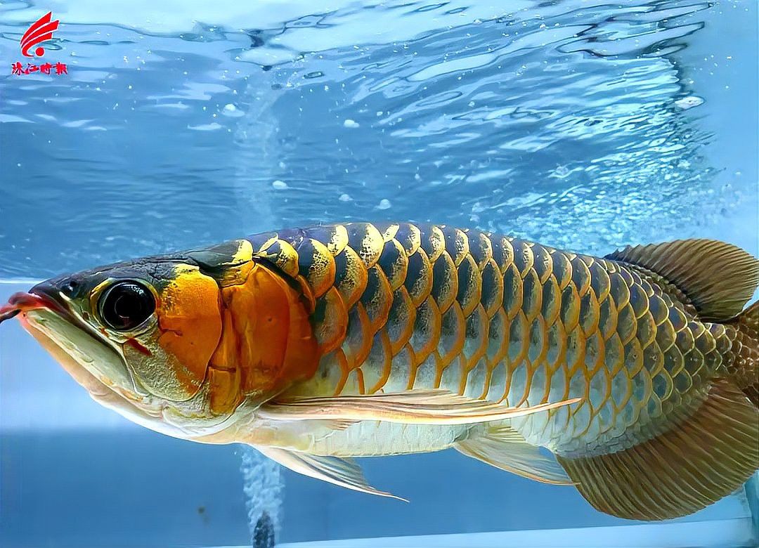 有哪些知名的紅龍魚養殖場 有哪些知名的紅龍魚養殖場 龍魚百科 第1張