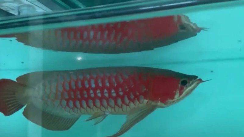 有哪些知名的紅龍魚養殖場 有哪些知名的紅龍魚養殖場 龍魚百科 第4張