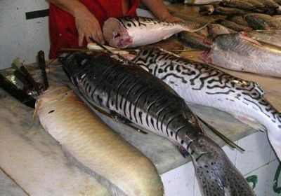 龍魚的英文叫什么：如何鑒別高品質龍魚