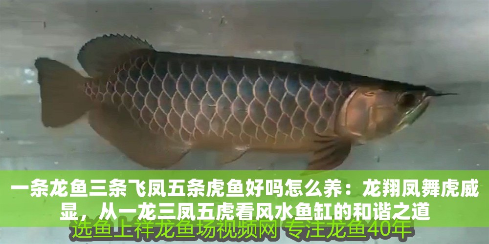 一條龍魚三條飛鳳五條虎魚好嗎怎么養(yǎng)：龍翔鳳舞虎威顯，從一龍三鳳五虎看風(fēng)水魚缸的和諧之道 一條龍魚三條飛鳳五條虎魚好嗎怎么養(yǎng)：龍翔鳳舞虎威顯，從一龍三鳳五虎看風(fēng)水魚缸的和諧之道 龍魚百科 第1張