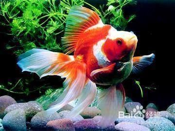 小金龍魚怎么養及喂養技巧圖解：小金龍魚怎么養及喂養技巧