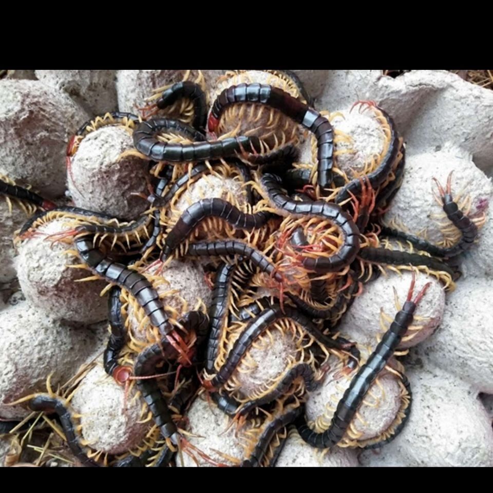 龍魚發(fā)色飼料有哪些成分（如何自制龍魚增色飼料） 龍魚發(fā)色飼料有哪些成分（如何自制龍魚增色飼料） 龍魚百科 第3張