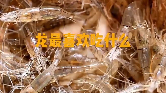 龍魚可以吃什么肉