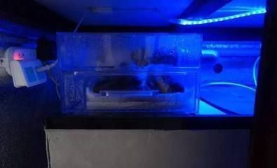 六角恐龍魚喂活魚苗：六角恐龍魚可以喂活魚苗嗎