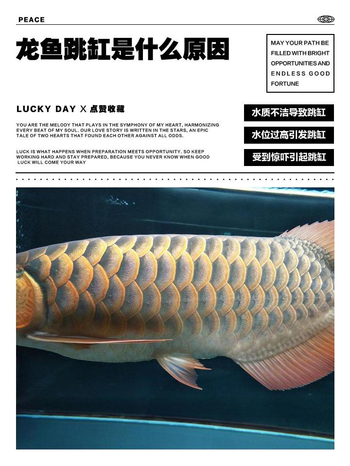 如何判斷金龍魚是否需要換缸？