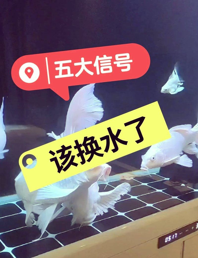 如何判斷金龍魚是否需要換缸？