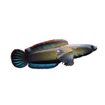 什么雷龍魚是冷水的，巴基斯坦雷龍魚養殖技巧,雷龍魚耐寒品種鑒別,熱帶魚冬季養護方法
