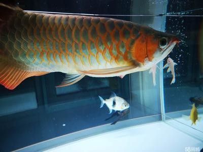 龍魚三個月不換水