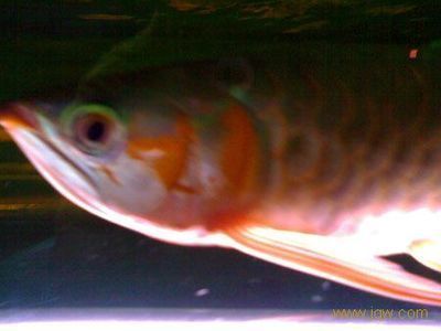 七彩配龍魚是變異魚嗎怎么養的：七彩配龍魚并不是變異魚，而是通過體色改變得不同品種的龍魚