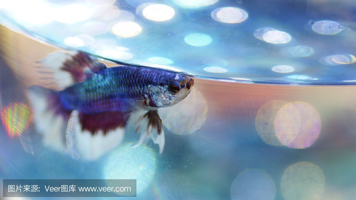 七彩配龍魚是變異魚嗎怎么養的：七彩配龍魚并不是變異魚，而是通過體色改變得不同品種的龍魚