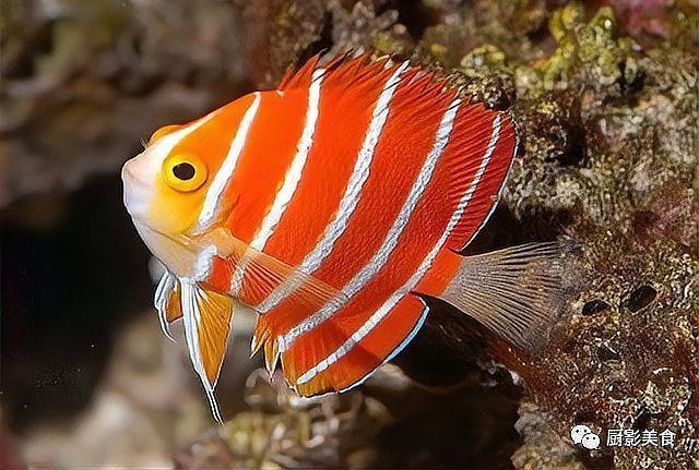 血紅龍魚價格及圖片