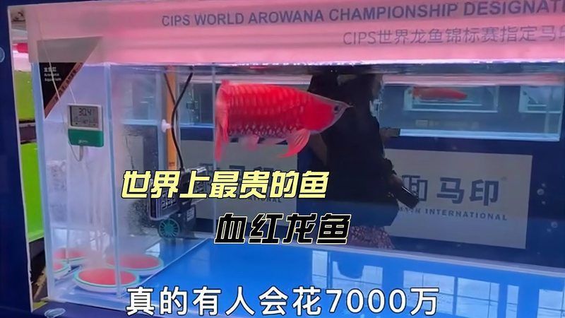 血紅龍魚價格及圖片