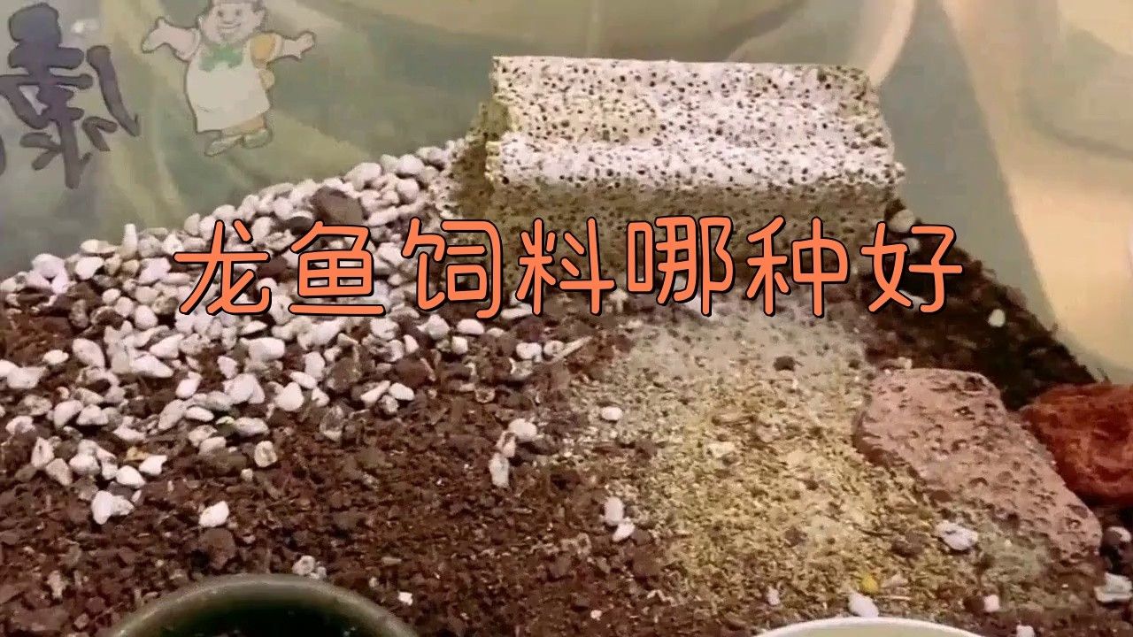 金龍魚吃什么牌子的飼料