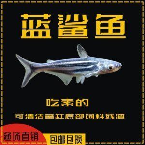 哪些魚適合與龍魚混養(yǎng)？：可以與龍魚混養(yǎng)的群游魚叫什么，與龍魚混養(yǎng)的群游魚叫什么 哪些魚適合與龍魚混養(yǎng)？：可以與龍魚混養(yǎng)的群游魚叫什么，與龍魚混養(yǎng)的群游魚叫什么 龍魚百科 第2張