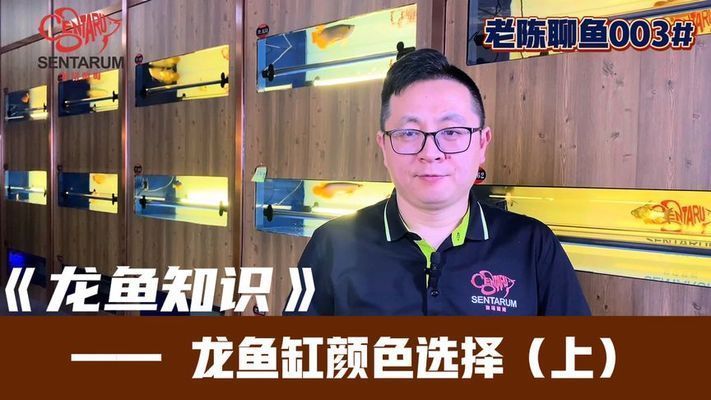 龍魚魚缸底色和背景色的區別：關于龍魚魚缸底色和背景色的詳細信息