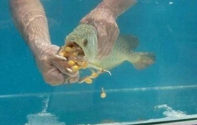 小金龍魚怎么喂食：小金龍魚怎么喂食小金龍魚時需要注意哪些事項 小金龍魚怎么喂食：小金龍魚怎么喂食小金龍魚時需要注意哪些事項 龍魚百科 第3張