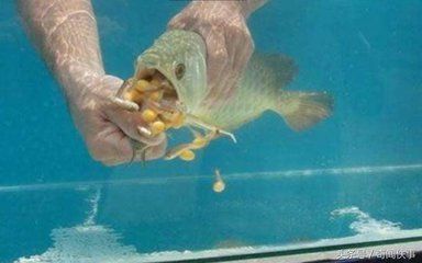 小金龍魚怎么喂食:小金龍魚怎么喂食小金龍魚時需要注意哪些事項 龍魚百科 第2張 小金龍魚怎么喂食:小金龍魚怎么喂食小金龍魚時需要注意哪些事項 小金龍魚怎么喂食:小金龍魚怎么喂食小金龍魚時需要注意哪些事項 龍魚百科 第2張