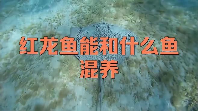和紅龍魚混養(yǎng)的有哪些魚品種好 和紅龍魚混養(yǎng)的有哪些魚品種好 龍魚百科 第2張