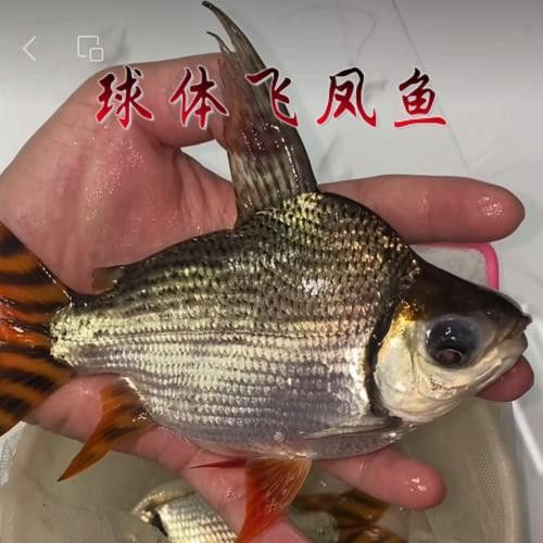 和紅龍魚混養(yǎng)的有哪些魚品種好 和紅龍魚混養(yǎng)的有哪些魚品種好 龍魚百科 第8張