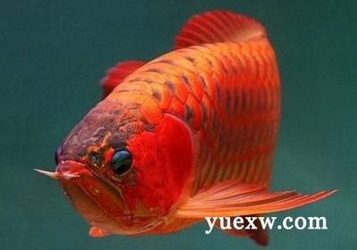 龍魚最近老是撞缸：龍魚撞缸可能由多種原因引起， 龍魚最近老是撞缸：龍魚撞缸可能由多種原因引起， 龍魚百科 第3張