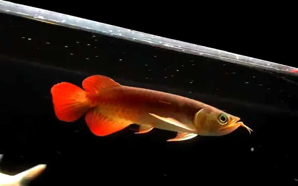 20公分紅龍魚價格表（20公分紅龍魚價格大概多少錢） 20公分紅龍魚價格表（20公分紅龍魚價格大概多少錢） 龍魚百科 第1張