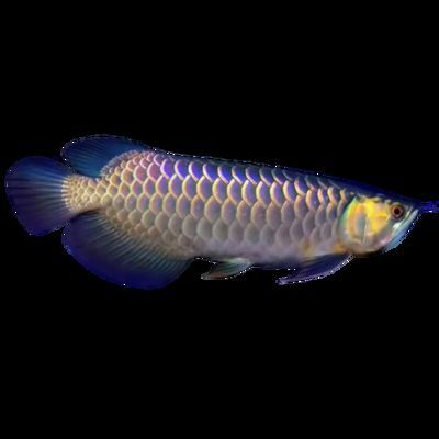 20公分紅龍魚價格表（20公分紅龍魚價格大概多少錢） 20公分紅龍魚價格表（20公分紅龍魚價格大概多少錢） 龍魚百科 第2張