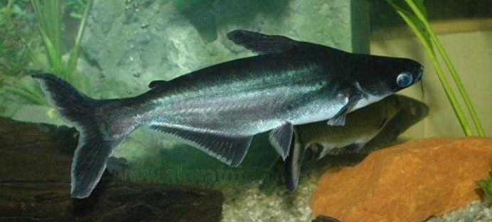 藍鯊魚最害怕三個東西 龍魚百科 第1張 藍鯊魚最害怕三個東西 藍鯊魚最害怕三個東西 龍魚百科 第1張