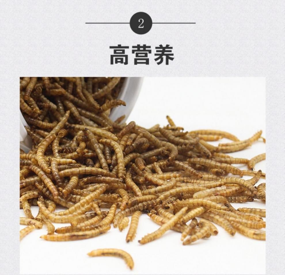 銀龍魚嗎鮮活大麥蟲好嗎（大麥蟲是一種富含蛋白質和脂肪的昆蟲餌料）