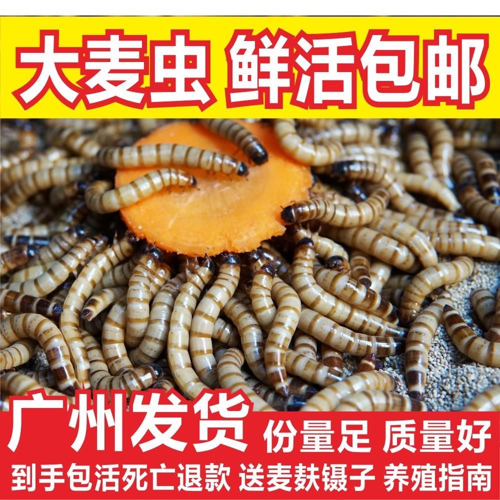 銀龍魚嗎鮮活大麥蟲好嗎（大麥蟲是一種富含蛋白質和脂肪的昆蟲餌料）