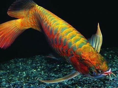 金龍魚苗怎么挑選（挑選金龍魚苗是一項需要細致觀察和專業知識的任務） 金龍魚苗怎么挑選（挑選金龍魚苗是一項需要細致觀察和專業知識的任務） 龍魚百科 第1張