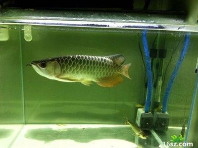 龍魚幼魚時期特征是什么意思：\"龍魚幼魚時期特征是什么意思