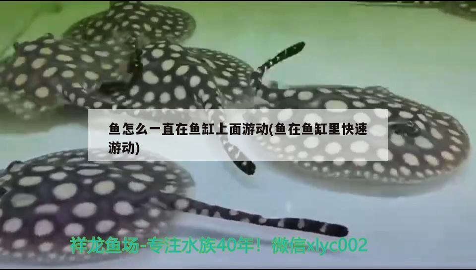 金龍魚混養最佳搭配圖片欣賞大全圖解：金龍魚混養好還是單養好