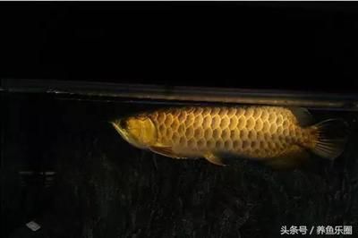 吃龍魚糞便的魚有哪些：吃龍魚糞便的魚 吃龍魚糞便的魚有哪些：吃龍魚糞便的魚 龍魚百科 第2張