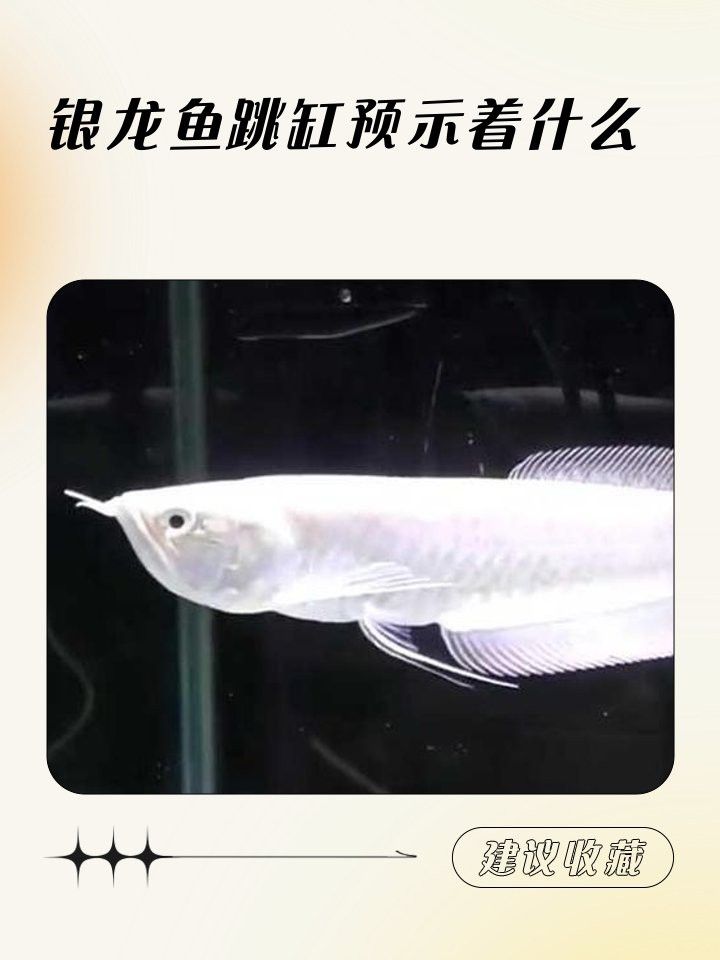龍魚跳缸在風水上有什么說法？
