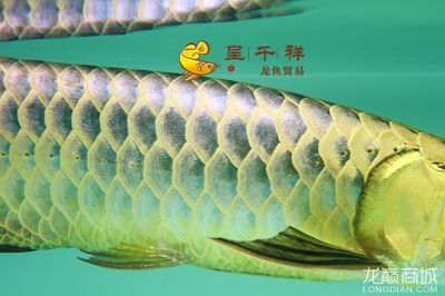 祥龍漁場(chǎng)的龍魚怎樣繁殖：祥龍漁場(chǎng)的龍魚繁殖方式