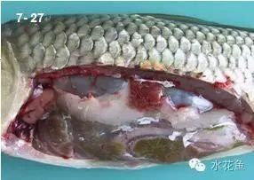 哪些藥物可以治療龍魚內臟損傷？