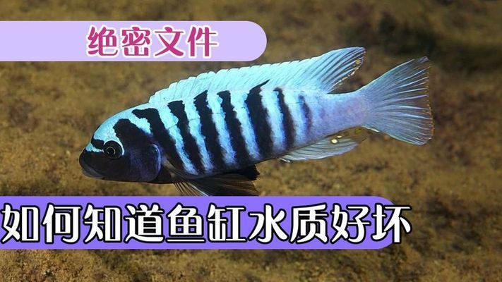 白化銀龍魚和黃化銀龍魚哪個好養（白化銀龍魚和黃化銀龍魚在飼養難度上并沒有顯著差異）