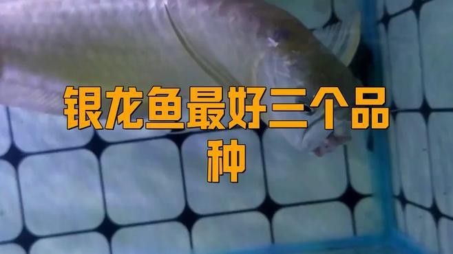 白銀龍魚和銀龍魚的區別是什么