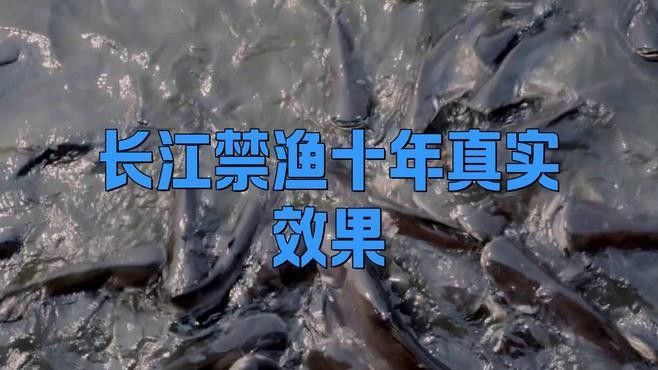 長江禁捕對哪些魚類影響最大？ 長江禁捕對哪些魚類影響最大？ 龍魚百科 第1張