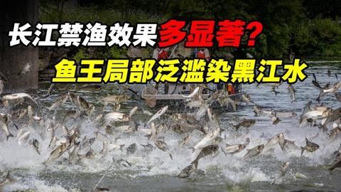 長江禁捕對哪些魚類影響最大？ 長江禁捕對哪些魚類影響最大？ 龍魚百科 第3張
