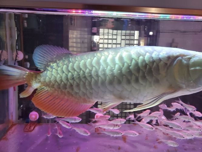 龍魚鱗片上有小黑點(diǎn)：龍魚身上的小黑點(diǎn)是怎么回事