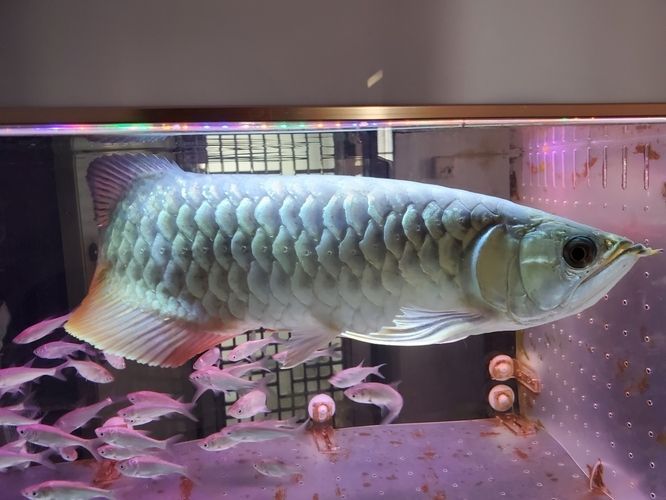 龍魚鱗片上有小黑點(diǎn)：龍魚身上的小黑點(diǎn)是怎么回事