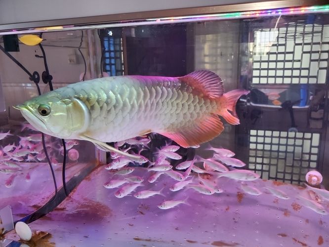 龍魚鱗片上有小黑點(diǎn)：龍魚身上的小黑點(diǎn)是怎么回事