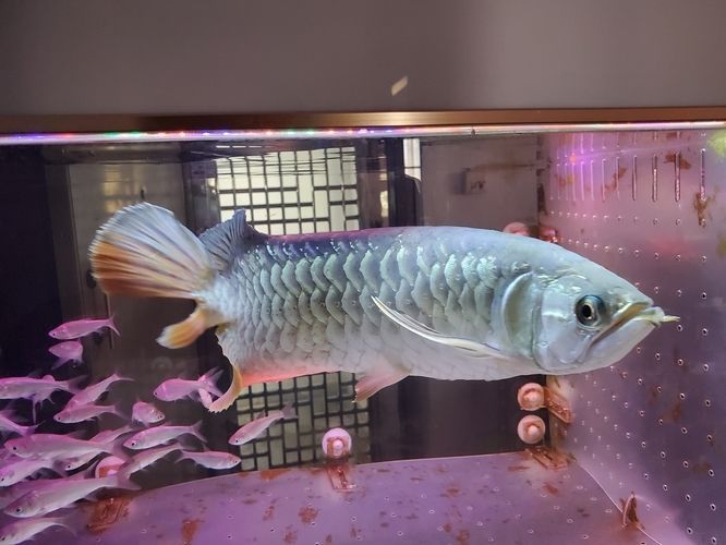 龍魚鱗片上有小黑點(diǎn)：龍魚身上的小黑點(diǎn)是怎么回事